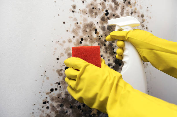 Best Toxic Mold Removal  in Cochran, GA