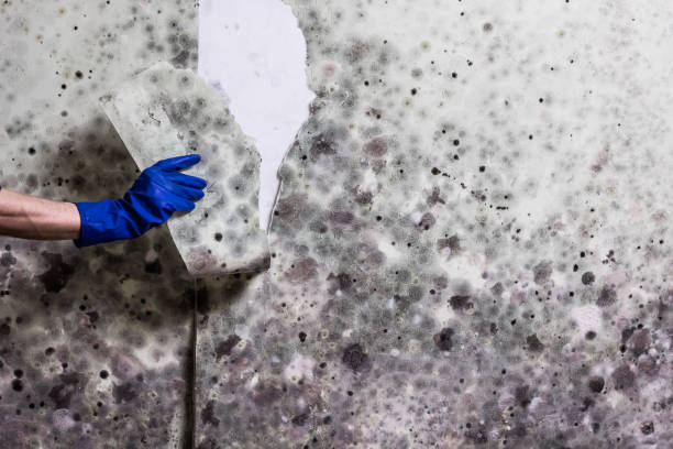 Reliable Cochran, GA Mold Removal Solutions